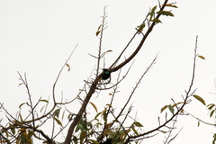 Chalcomitra rubescens