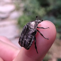 Protaetia brevitarsis