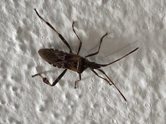 Leptoglossus occidentalis