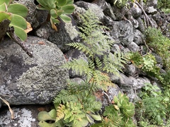 Davallia canariensis