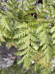Davallia canariensis