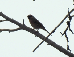 Prunella atrogularis