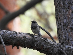 Phoenicurus coeruleocephala