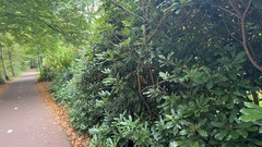 Rhododendron ponticum