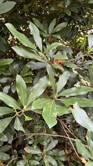 Rhododendron ponticum