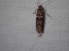 Ephestiopsis oenobarella