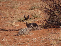 Raphicerus campestris campestris
