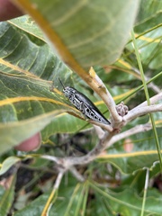 Cyrioides australis