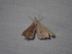 Trigonistis asthenopa