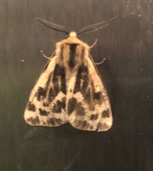 Ardices curvata