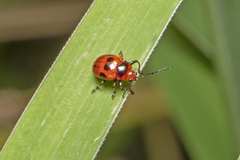 Tinosis decemmaculata