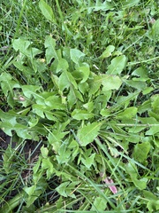 Taraxacum