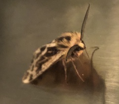 Ardices curvata