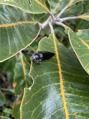 Cyrioides australis