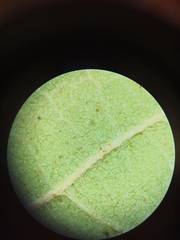 Quercus pauciradiata