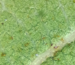 Quercus pauciradiata