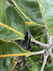 Cyrioides australis