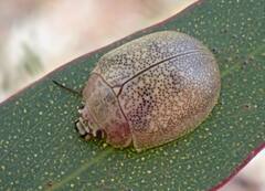 Paropsis roseola