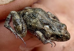 Crinia subinsignifera