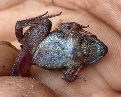 Crinia subinsignifera