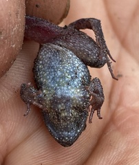 Crinia subinsignifera