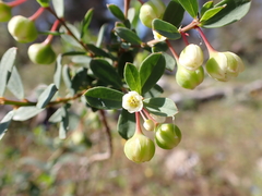 Phyllanthus calycinus
