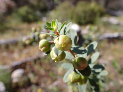Phyllanthus calycinus