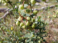 Phyllanthus calycinus