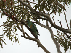 Barnardius zonarius