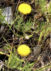 Leptorhynchos squamatus