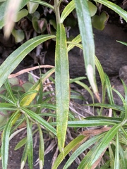 Carlina falcata image