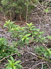 Dendrelaphis punctulatus