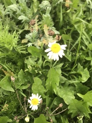 Matricaria chamomilla