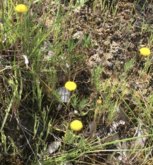 Leptorhynchos squamatus