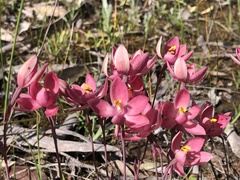 Thelymitra × macmillanii