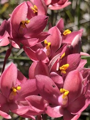 Thelymitra × macmillanii