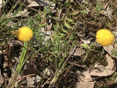 Leptorhynchos squamatus