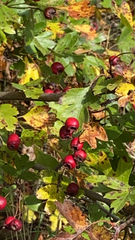Crataegus monogyna