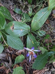 Tricyrtis lasiocarpa