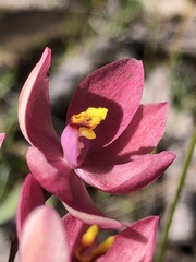 Thelymitra × macmillanii