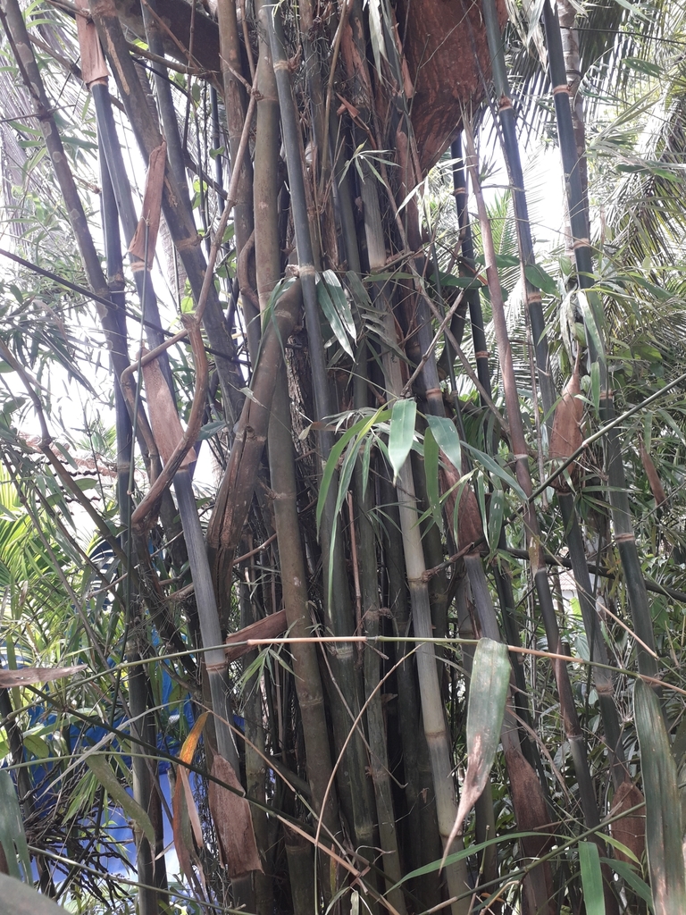 Pseudoxytenanthera