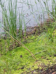 Sphagnum squarrosum