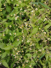 Galinsoga quadriradiata