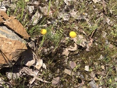 Leptorhynchos squamatus