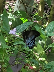 Papilio polymnestor