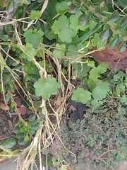Cymbalaria muralis
