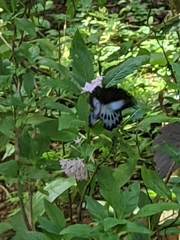 Papilio polymnestor