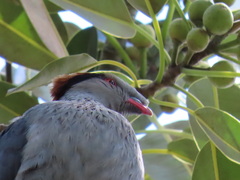 Lopholaimus antarcticus
