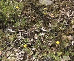 Leptorhynchos squamatus