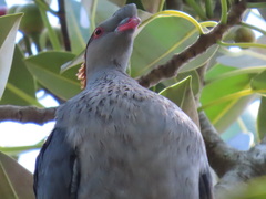 Lopholaimus antarcticus